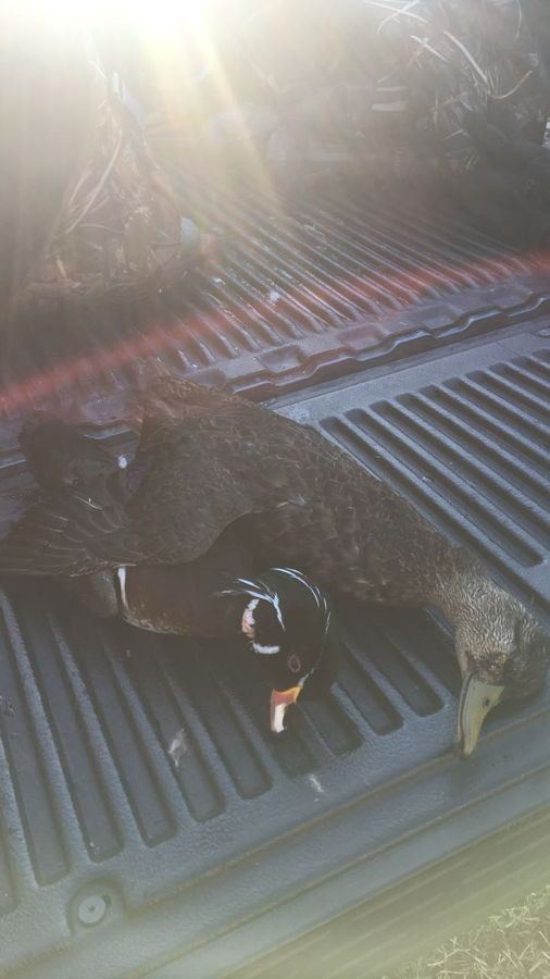 Marsh hunt with scissor rig