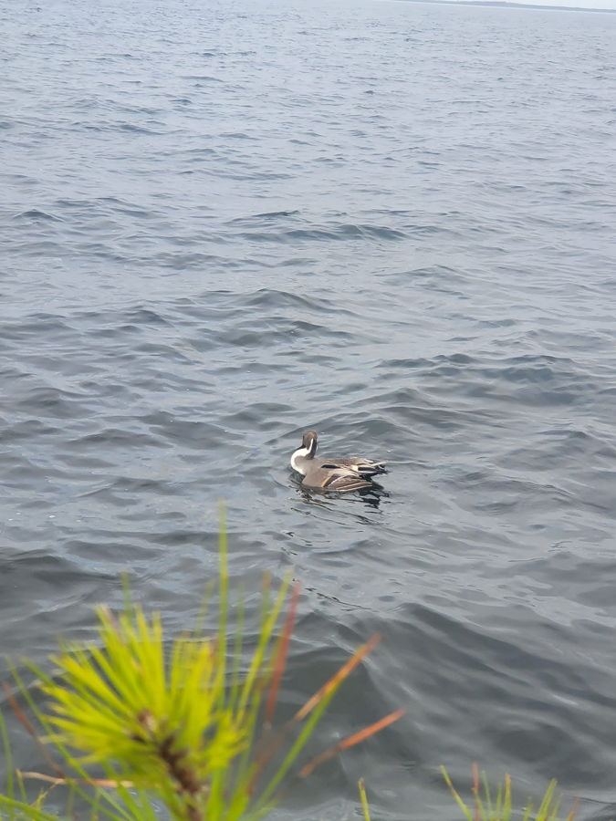 Guided NC waterfowl hunt