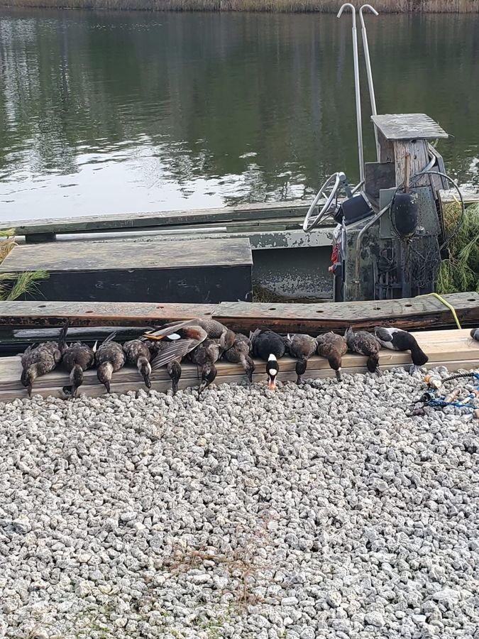 Hunters with a limit of mallards in the Eastern NC marsh