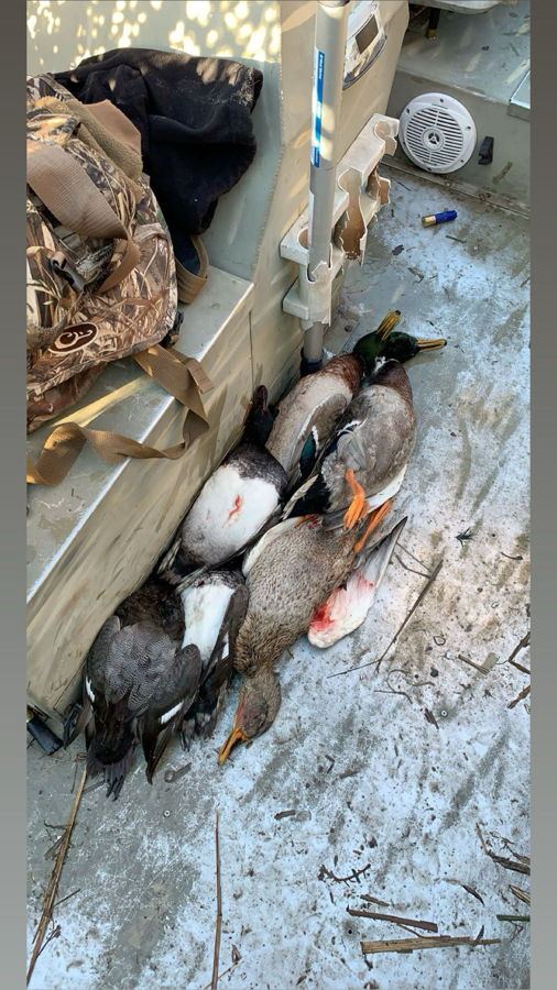Pair of hunters and a retriever at first light