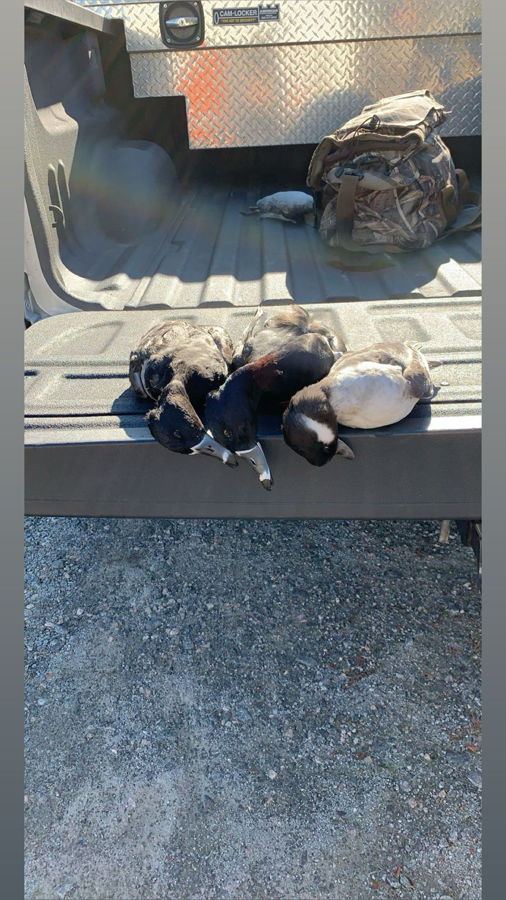 Working dog with a duck