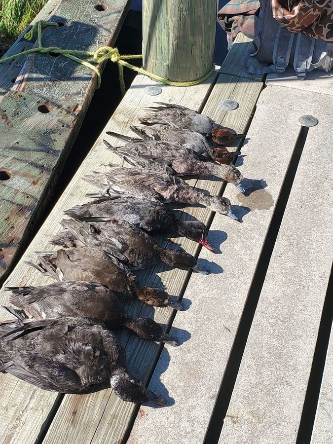 Decoy spread on open water